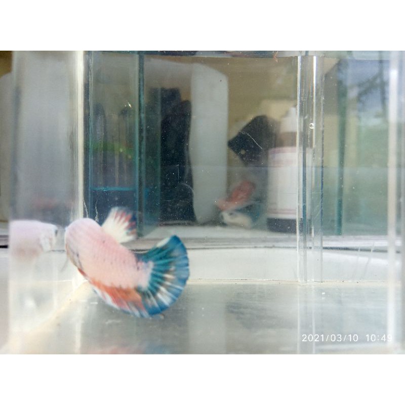 CupangFancyFlamingo