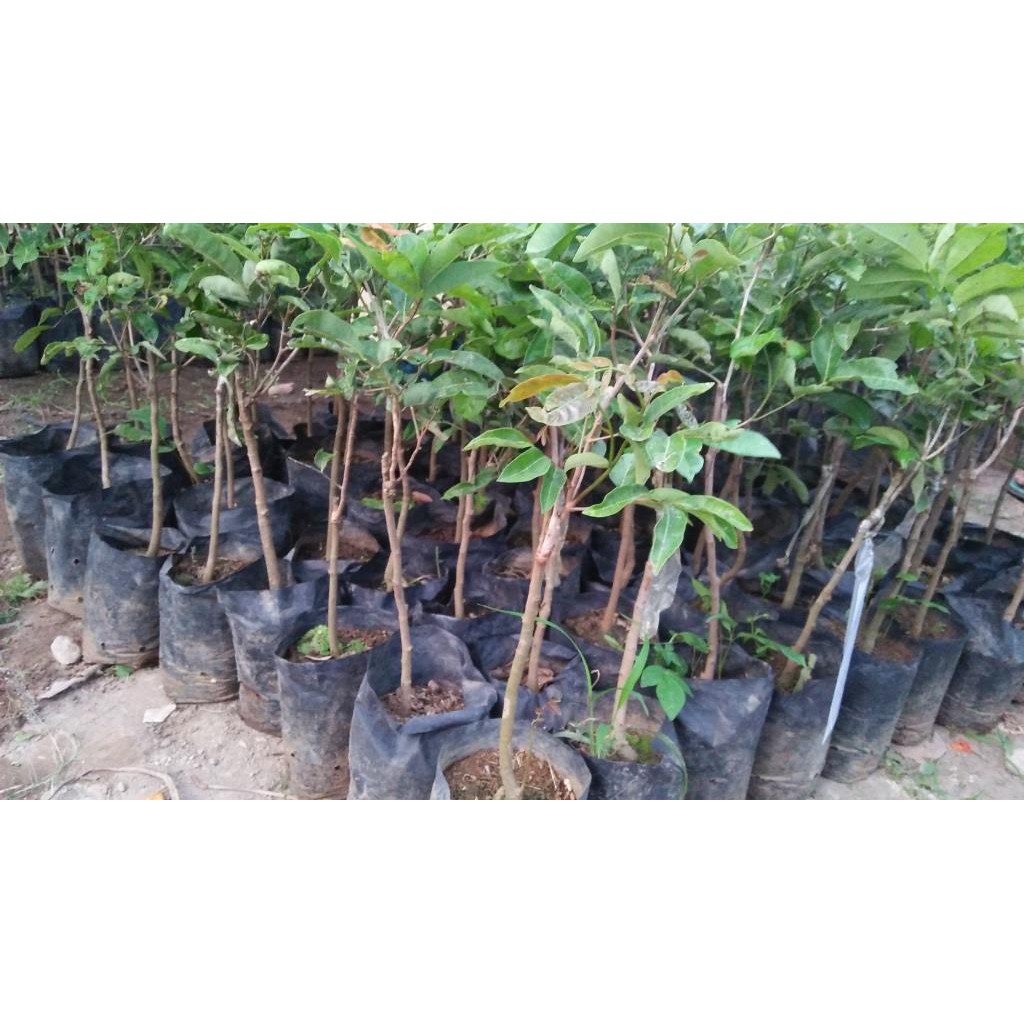 Bibit Kelengkeng Kateki