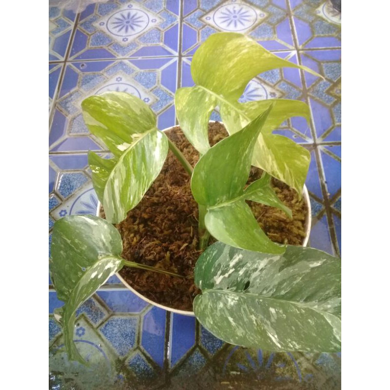 Philo Epipremnum pinatum variegata putih.1 daun.monstera asli.