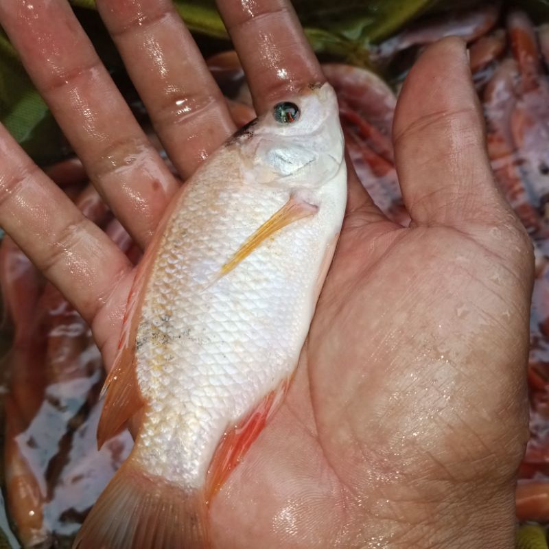bibit ikan nila merah ukuran 3 jari dewasa ikan segar konsumsi bibit ikan