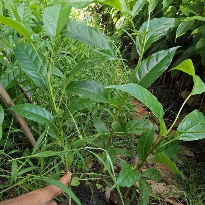 4 BIBIT BUNGA TABEBUYA SAKURA PUTIH JEPANG MURAH♨❐