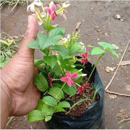 Tanaman  Melati Belanda - Tanaman hias melati Belanda - melati rambat wangi - melati - pohon melati