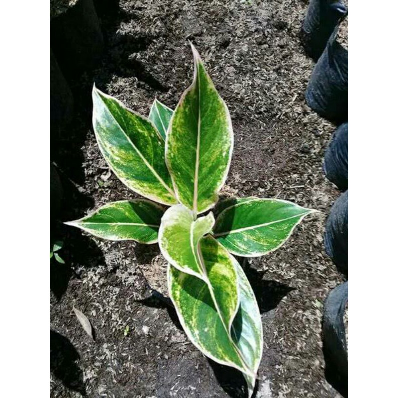 tanaman hias-aglonema lipstik putih