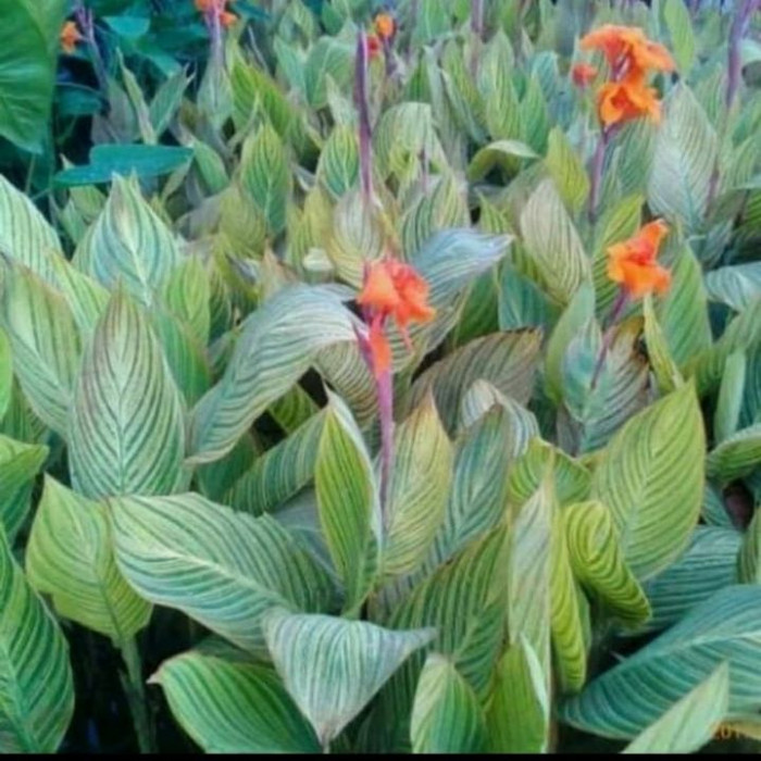 Pohon kana/tanaman hias kana varigata/bunga kana