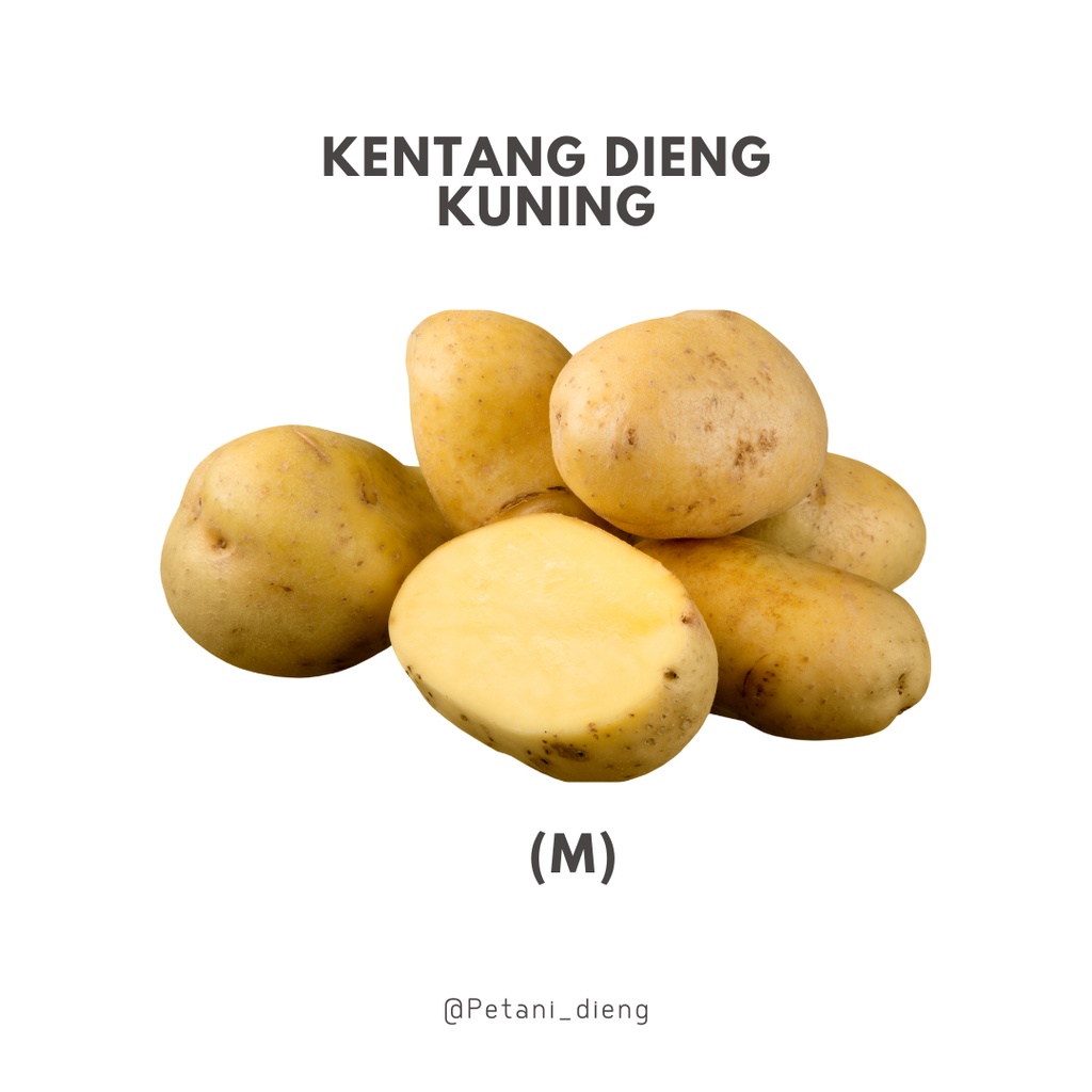 

Kentang[kuning] Mentega Dieng(M) 500g isi 4-6 buah | kualitas Super langsung dari Petani Dieng.