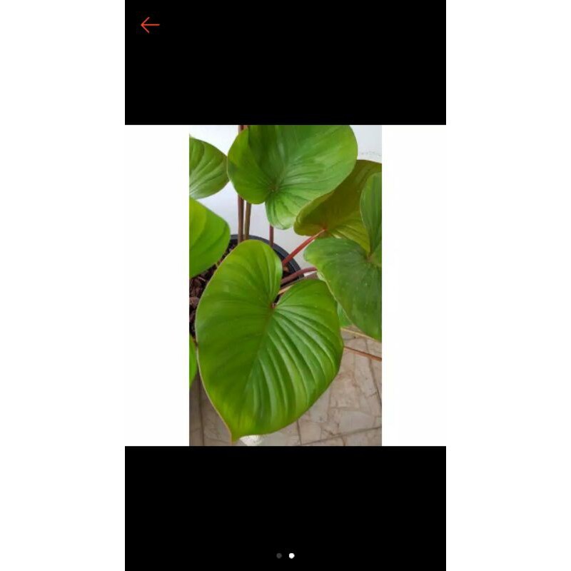 TANAMAN-HIAS-KELADI-HAMALOMENA