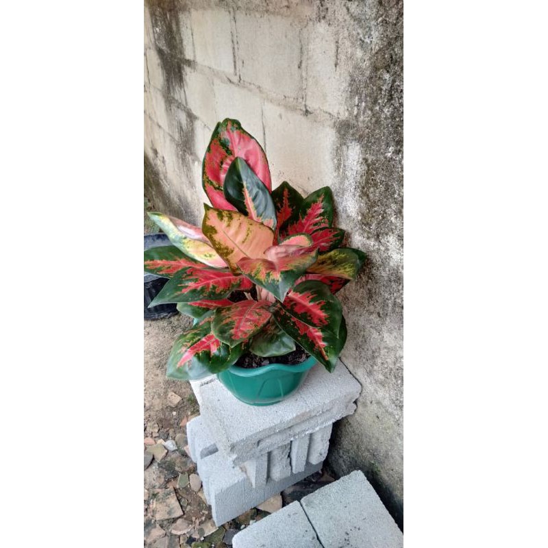 (COD√) RED KOCIN  Bunga Aglonem Red Khocin , Aglonema Red Kocin