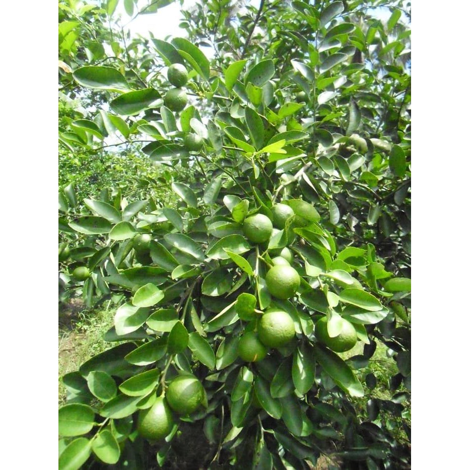 Bibit Jeruk Nipis/Pecel (Beli 1 Gratis 1)