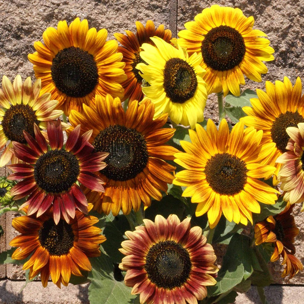 Benih Bibit Biji Bunga - Sunflower Autumn Beauty Bunga Matahari Rainbow Warna Warni Mix Flower Seeds - IMPORT