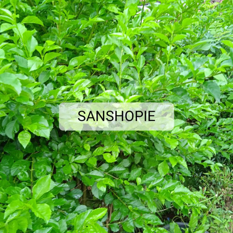 

Daun Beluntas Segar paket 1 kg