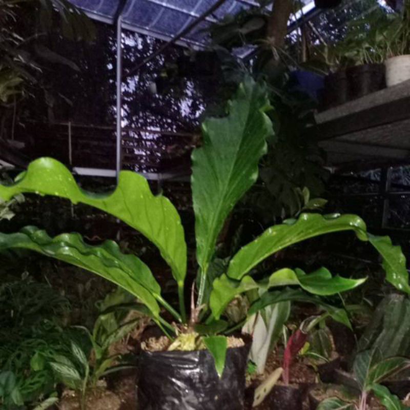 gelombang cinta ukuran besar