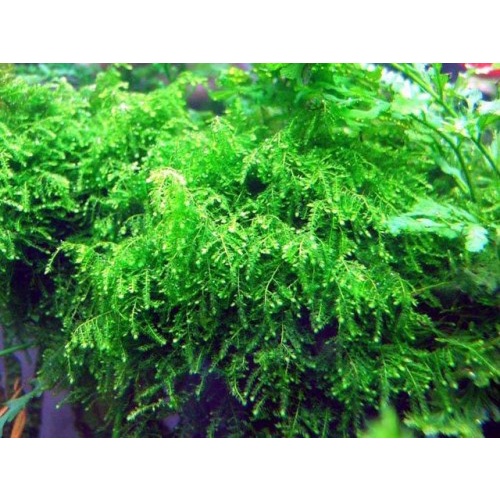 Moss weping - tanaman aquascape tanpa co2