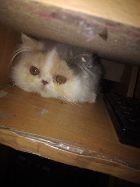 Zola_batik Batik Couple Kebaya Brokat Selendang Ayushita Panjang Series - Monaka