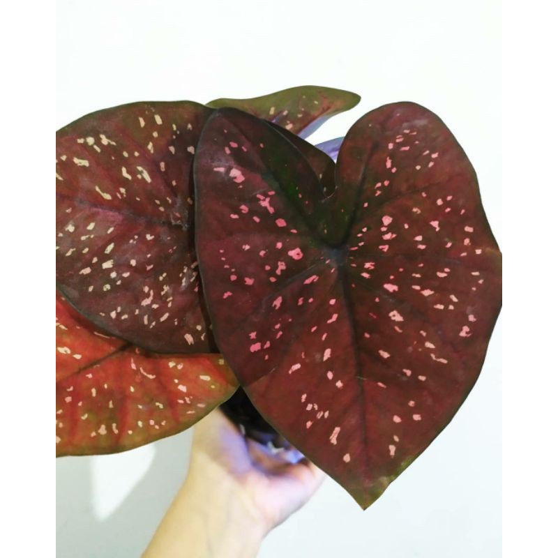 Caladium/Keladi Dark choco/ Chocolatos