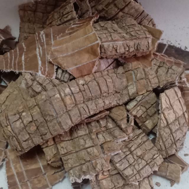 Du Zhong tu zhong si cortex eucommiae 100 gram