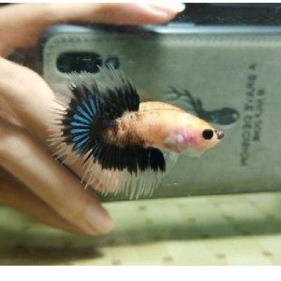 Kode 2316 Cupang Crowntail Multycolor Koi Yellow Base Nemo Langka Shopee Indonesia