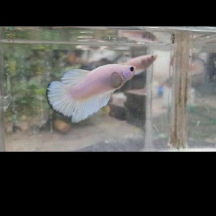 Ikan Cupang Bahan Blue rim