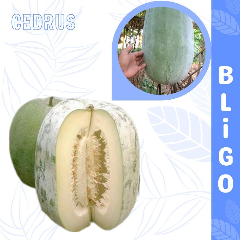Benih BLIGO - Biji Bibit Buah Kundur