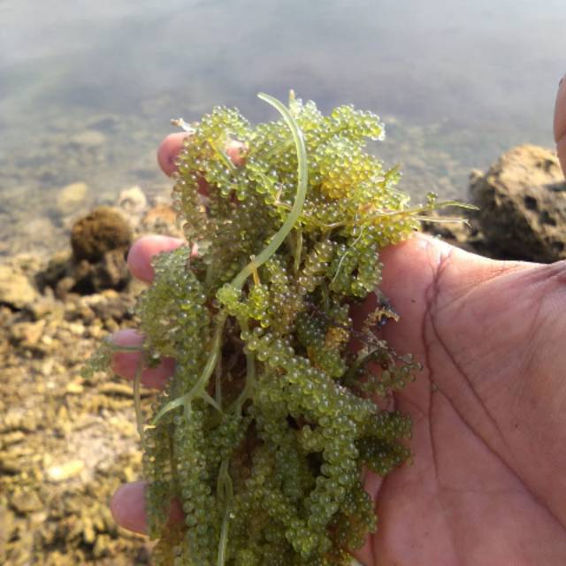 

Anggur Laut ( Clauerpa SP )