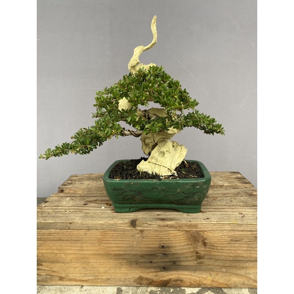 Bonsai saeng simbur super micro tanuki siap pameran