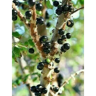 bibit buah anggur pohon preco