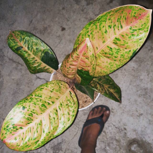 Aglonema Lulaiwan Bigroy Super Jumbo