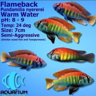 Ikan Cichlid Pundamilia Nyererei uk 5-6cm