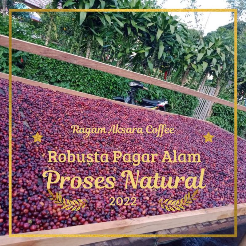

Greenbeans ROBUSTA PAGARALAM PETIK MERAH Natural| Panen 2023