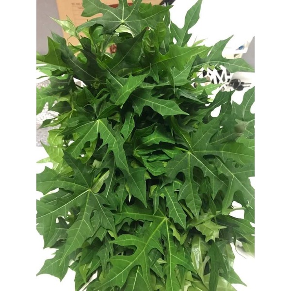 

daun pepaya segar 500gram