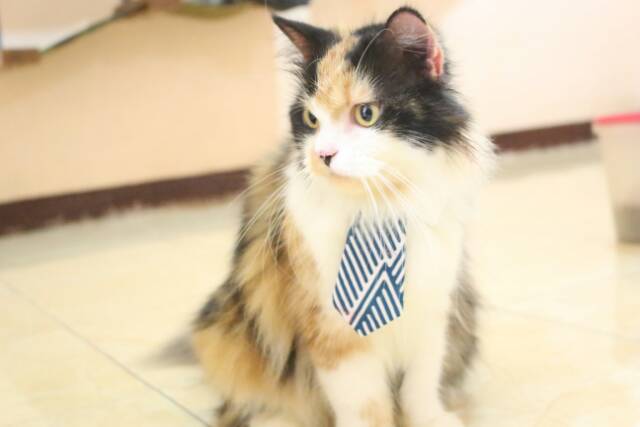 Long tie keren untuk kucing anjing / baju kucing lucu / aksesoris hewan imut | terlaris saat ini