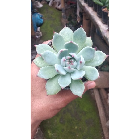 tanaman hias sukulen echeveria  chihuahuaensis
