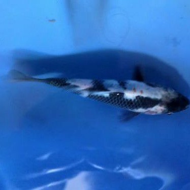 ikan koi shiro indukan Import dibiakan breeder terkenal di BK Blitar