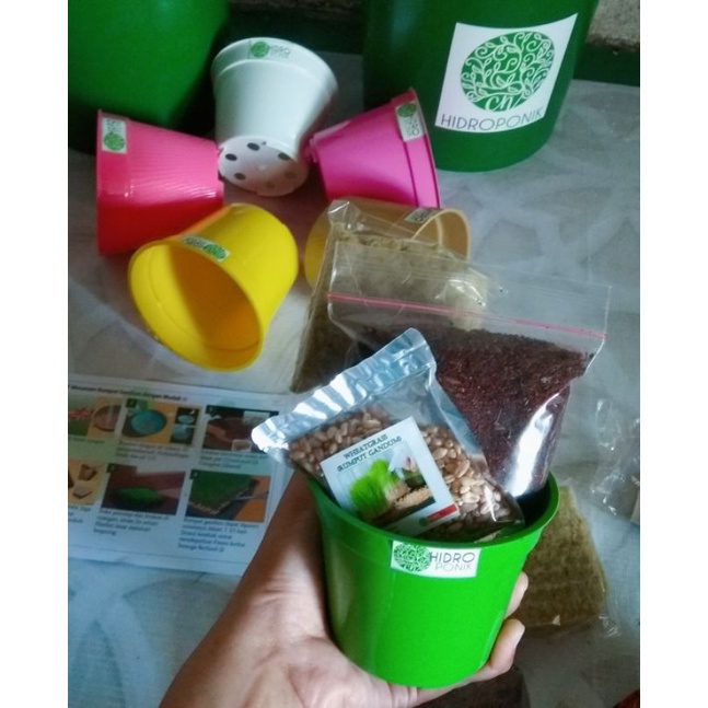 Paket Menanam Lengkap Rumput gandum Catgrass Rumput Kucing