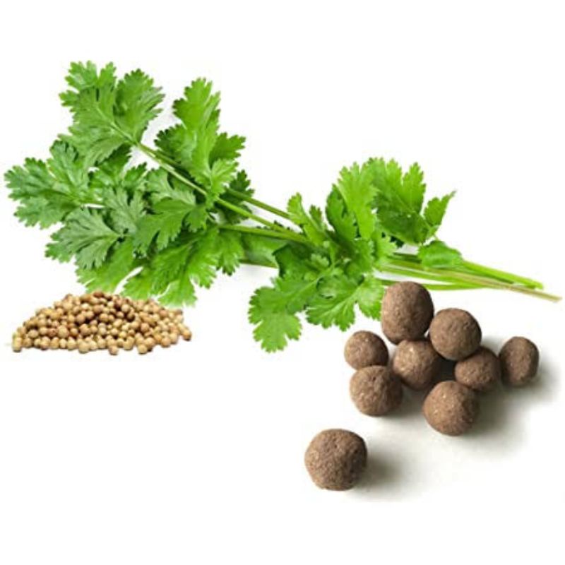 Benih Biji Daun Herbal Daun Ketumbar Coriander Cilantro