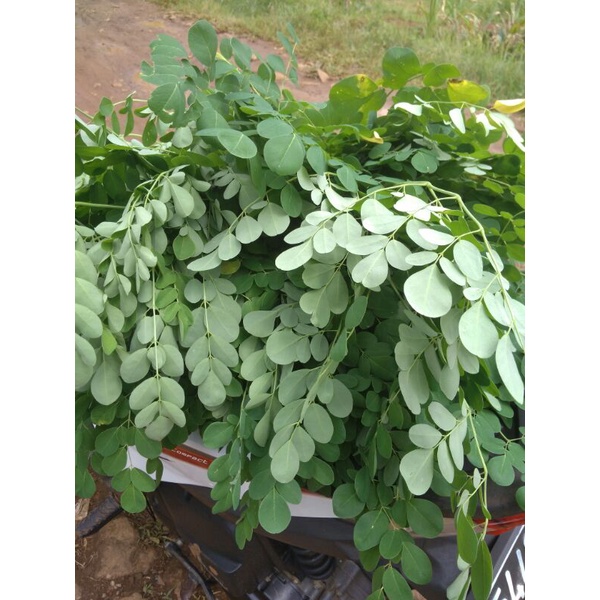 

Daun kelor segar obat herbal langsung petik paket 500gr