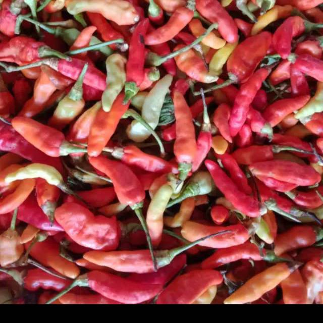 

cabe setan per kg