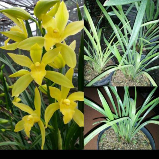 Anggrek Cymbidium Golden Boy