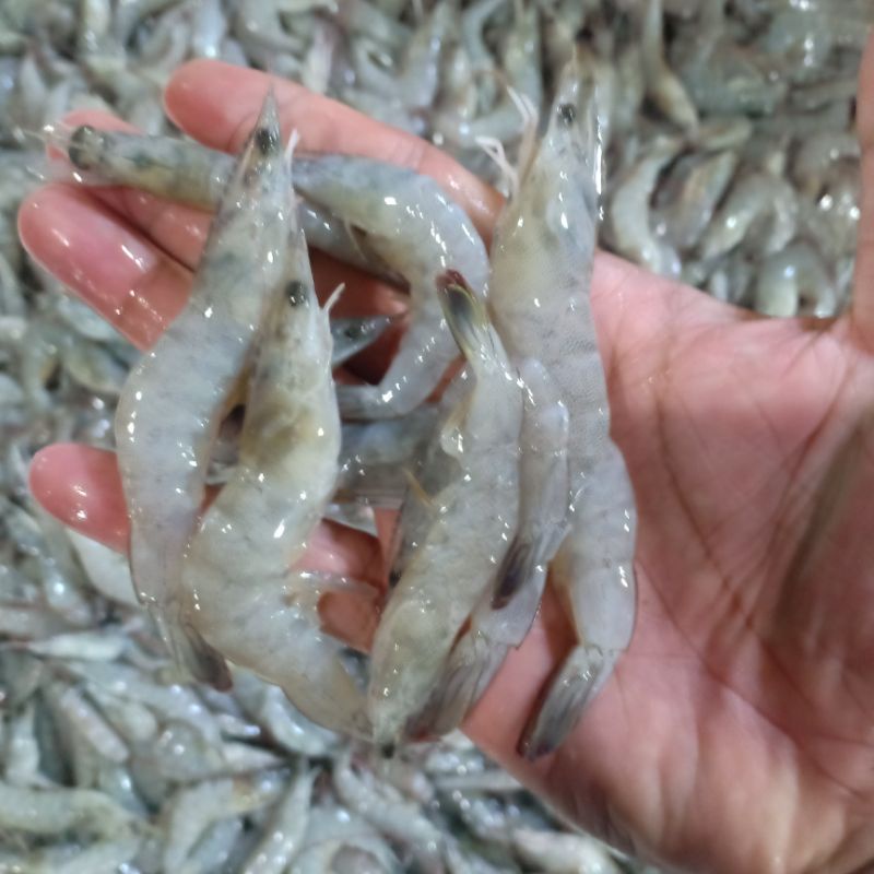 

Udang vaname segar harian size 150 160 1kg