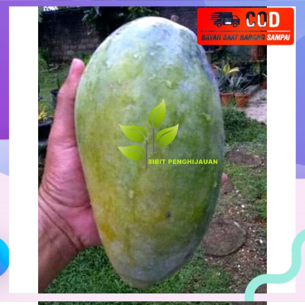 bibit mangga kyojay