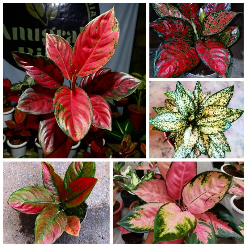 Bunga Aglonema Paket Murah 5 Jenis Berisi Red Venus Dut anjamani Snow white Red kocin Red Heng-heng 