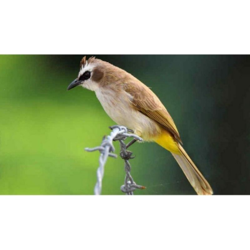 burung trucuk kebo Jawa jatim