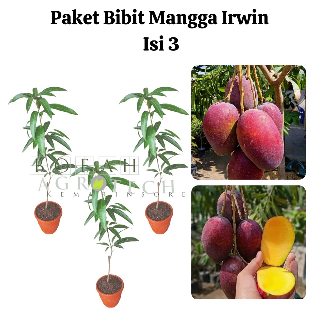 Paket Hemat Bibit Mangga Irwin Okulasi Isi 3 Bonus Bibit Strawberry+Polibag