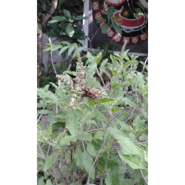 Benih Bibit Kering Tanaman Tulasi Dewi Shopee Indonesia