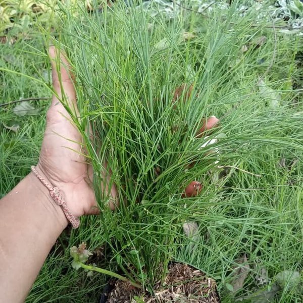 Air Mancur - Tanaman Gantung Pohon Bunga Air Mancur