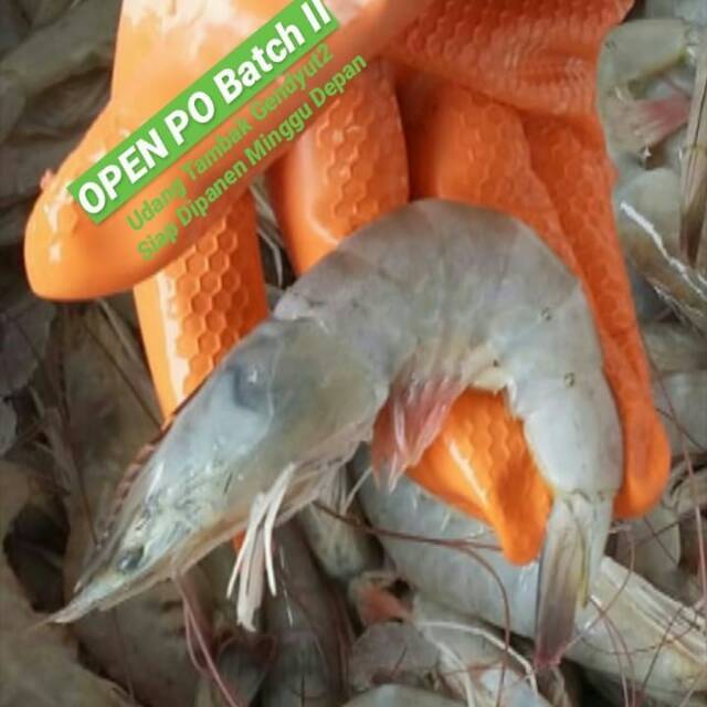 

Surabaya Udang segar fresh besar ekspor kualitas