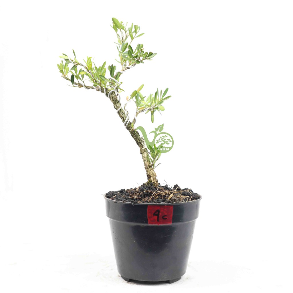 Bahan Bonsai Buxus 4C