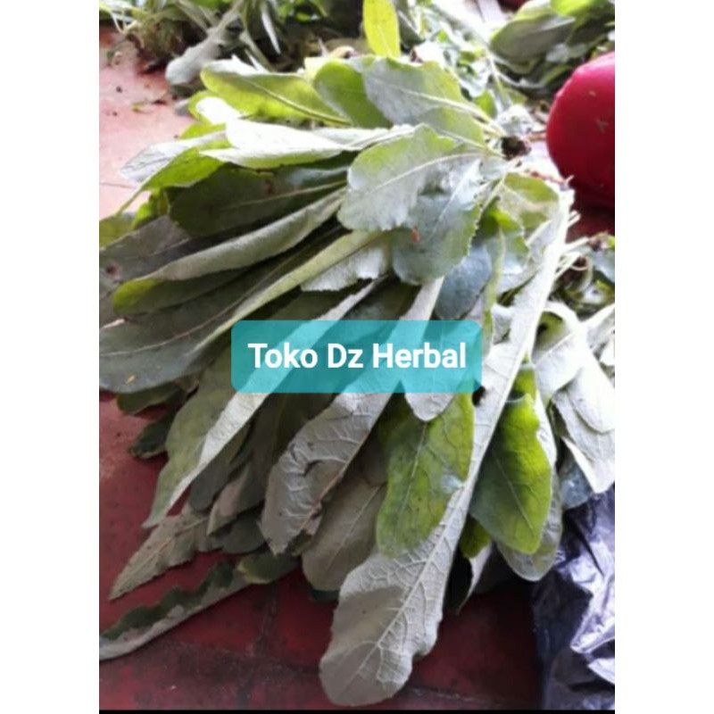 

Paket hemat 250 gram daun tempuyung segar fresh