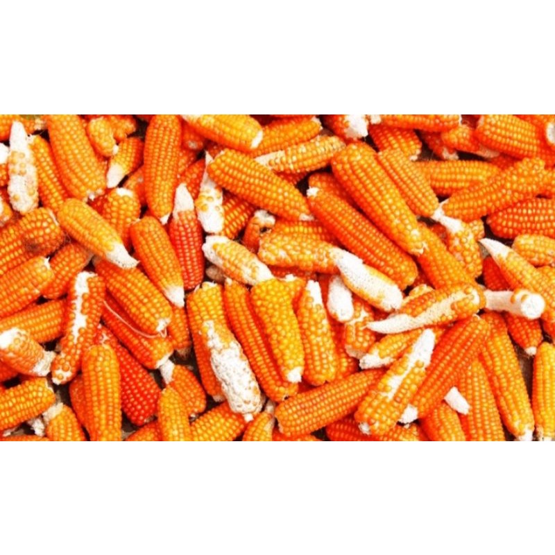 BENIH JAGUNG UNYIL /JAGUNG KRISTAL/ JAGUNG KECIL 250 GRAM