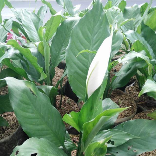 Peace Lily - spathiphyllum Giant - Pembersih udara