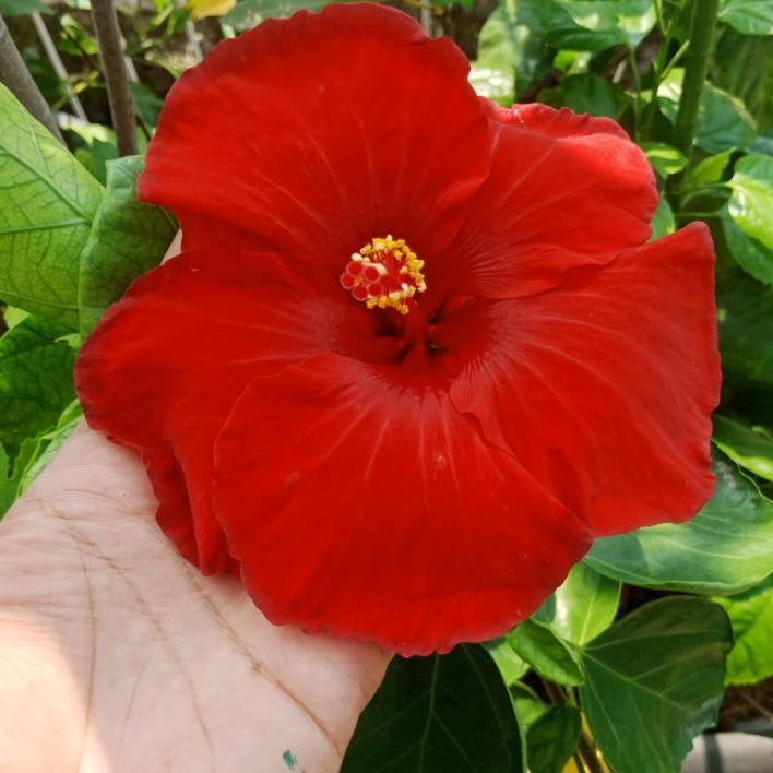 bibit bunga sepatu bangkok merah glossy - tanaman hias bunga hibiscus import